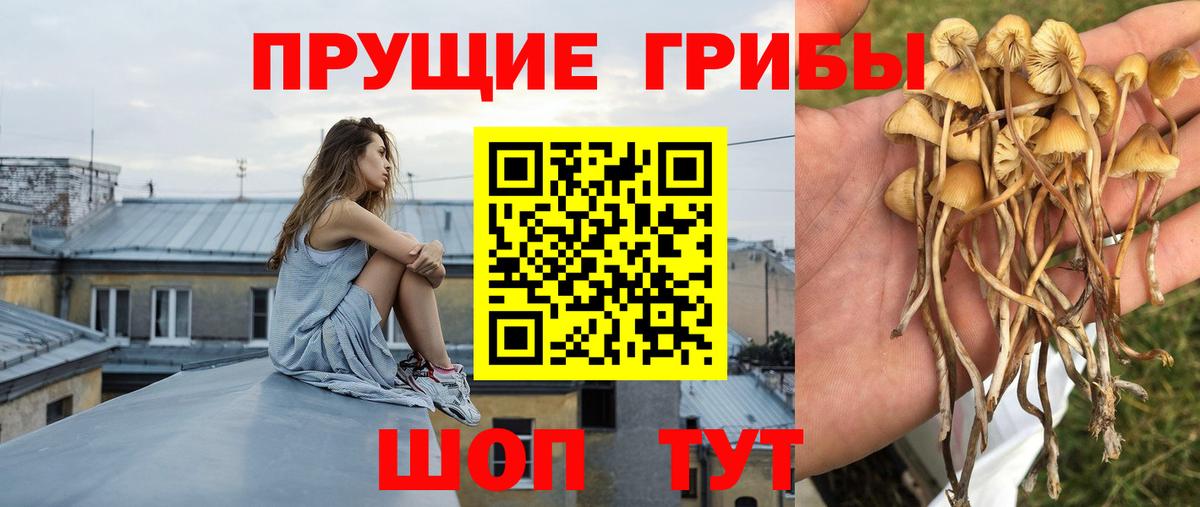 Псилоцибиновые грибы Cubensis Камень-на-Оби
